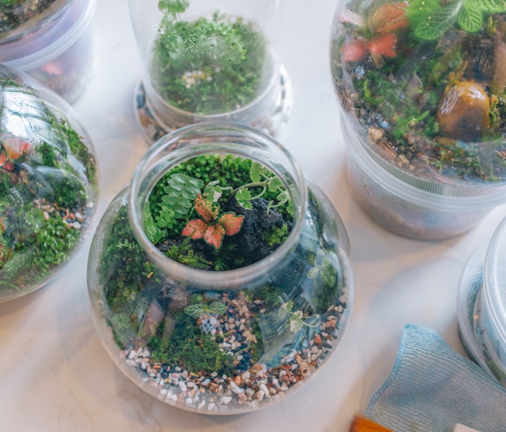 Mengenal Ekosistem Lewat Terrarium