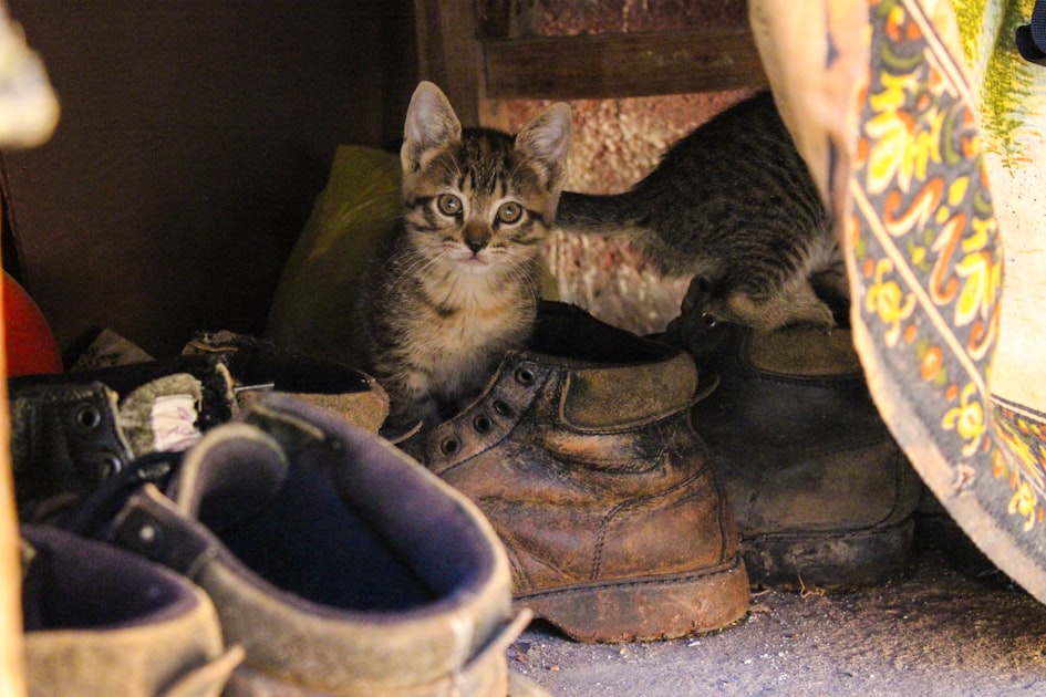 Kisah Si Kucing Bersepatu Bot: Kecerdikan dan Kesetiaan yang Mengubah Nasib