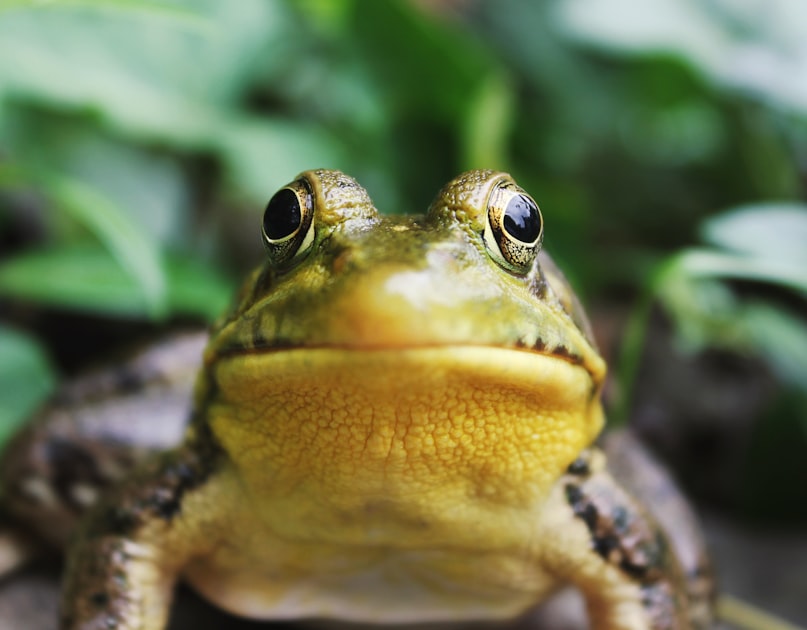 Kisah Pangeran Katak: Menepati Janji dan Ketulusan Hati