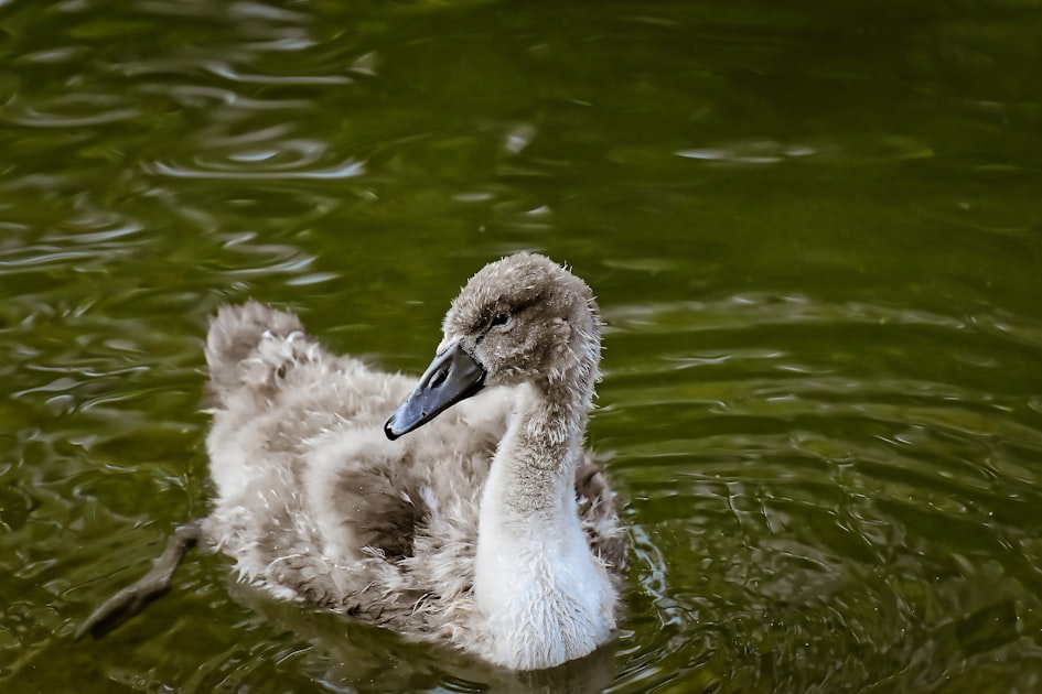 Kisah Itik Buruk Rupa: Menemukan Keindahan Diri yang Sejati